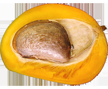 mangi2.png